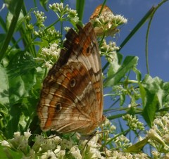Junonia zonalis