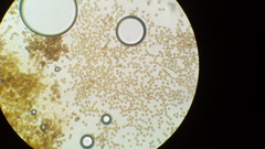 Psilocybe subtropicalis