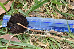 Psilocybe subtropicalis