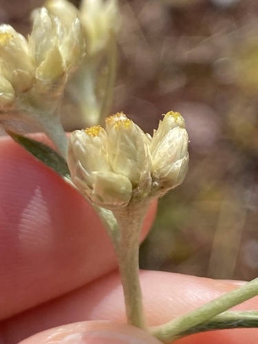 Pseudognaphalium attenuatum