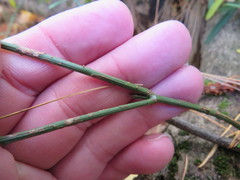 Euonymus nanus