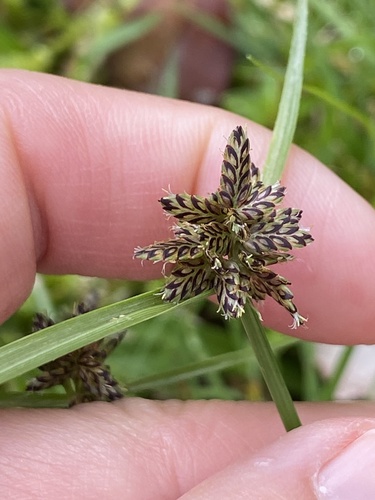 Cyperus sanguinolentus observed 2025-10-08