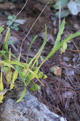 Prosthechea ochracea