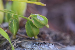 Prosthechea ochracea