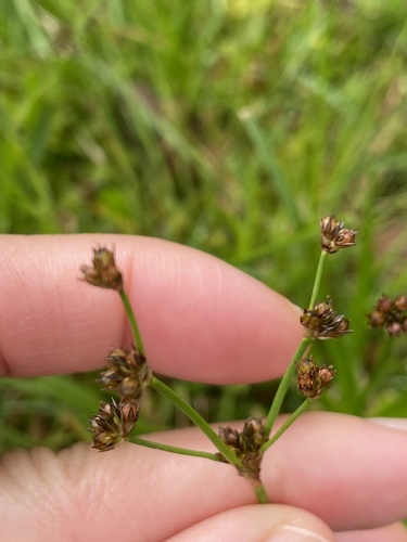 Juncus planifolius observed 2025-10-08