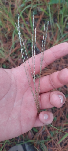 Digitaria filiformis observed 2025-10-08