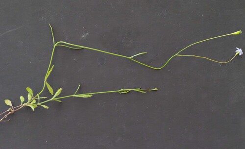 Wahlenbergia gracilis