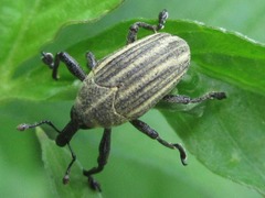 Sternuchopsis waltoni