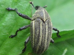 Sternuchopsis waltoni