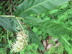 Alpinia galanga