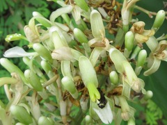 Alpinia galanga