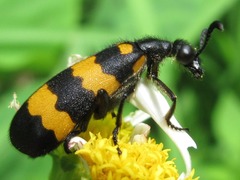 Hycleus cichorii