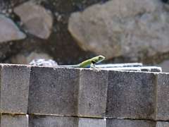 Sceloporus taeniocnemis