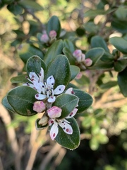 Nematolepis ovatifolia