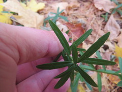 Euonymus nanus