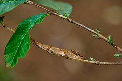 Calumma nasutum