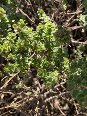 Prostanthera cuneata