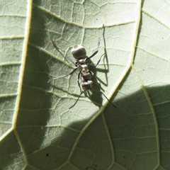 Polyrhachis cupreata