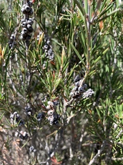 Melaleuca pityoides