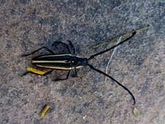 Sphaenothecus trilineatus