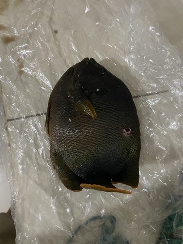Afrikaanse keizersvis (Holacanthus africanus) — Pomacanthidae — 3
