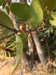 Muellerina celastroides