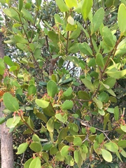 Muellerina celastroides