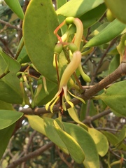Muellerina celastroides
