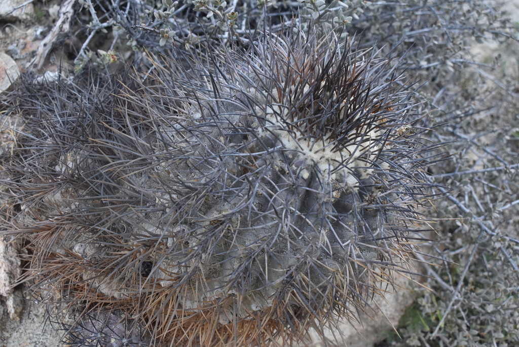 Copiapoa corralensis