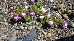 Scutellaria nummulariifolia