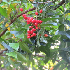 Ganophyllum falcatum