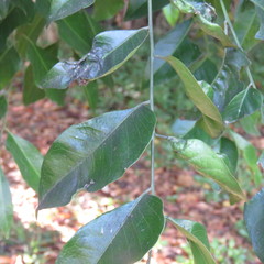 Ganophyllum falcatum