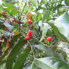 Ganophyllum falcatum