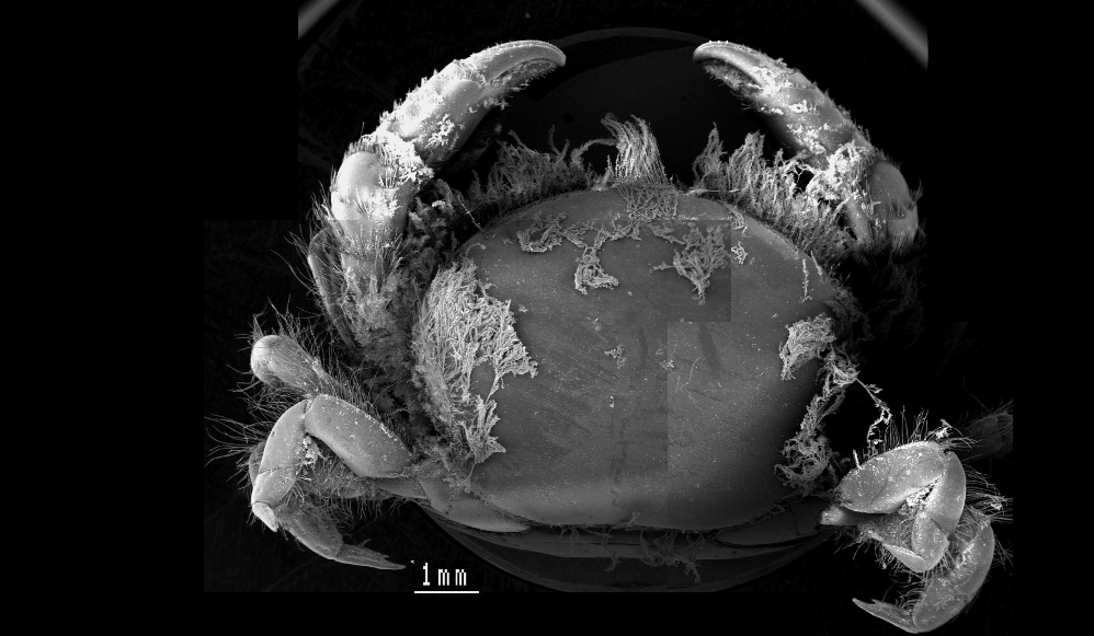 Heart Urchin Pea Crab