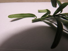 Euonymus nanus