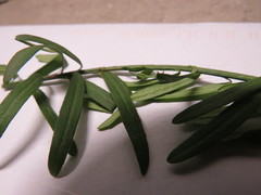 Euonymus nanus