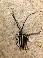 Sphaenothecus trilineatus