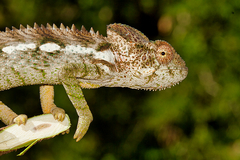 Furcifer verrucosus