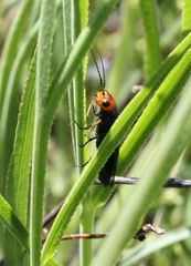 Acantholyda erythrocephala