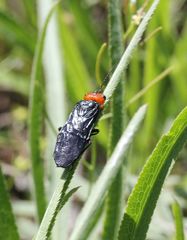Acantholyda erythrocephala