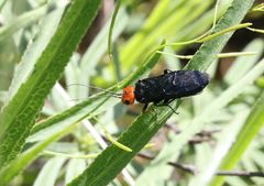 Acantholyda erythrocephala
