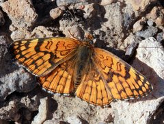 Chlosyne acastus acastus