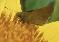 Image of Corticea corticea