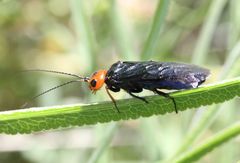 Acantholyda erythrocephala