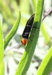 Acantholyda erythrocephala