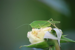 Phaneroptera nana
