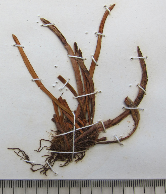 Scleroglossum pusillum