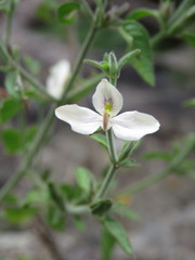 Carlowrightia arizonica