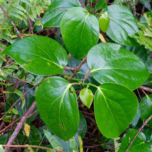 Piper insectifugum observed 2025-09-17