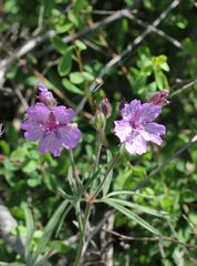 Geranium linearilobum